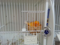 /album/norwich-2014/yellow-hen-1-jpg/